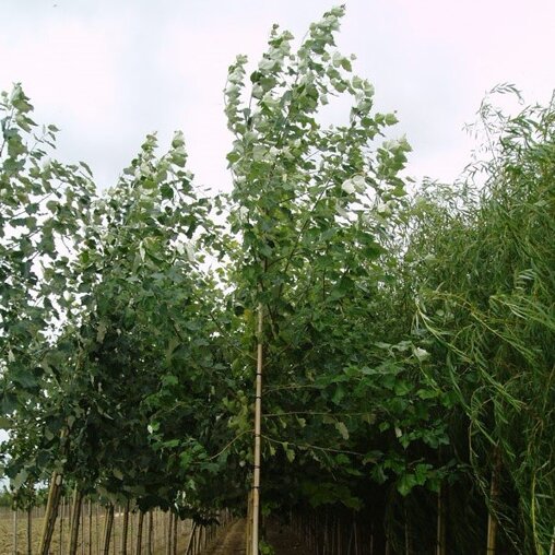 Populus canescens 'Enniger'