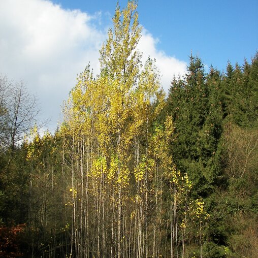 Populus tremula