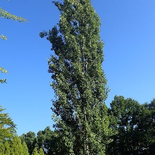 Populus tremula 'Erecta'