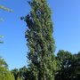 Populus tremula 'Erecta'