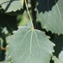 Populus tremula 'Erecta'