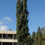 Populus tremula 'Erecta'