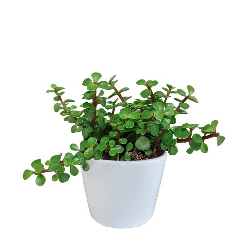 Portulacaria afra groen in witte 10,5 cm pot