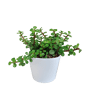 Portulacaria afra groen in witte 10,5 cm pot