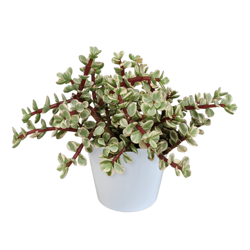 Portulacaria afra Variegata in witte 10,5 cm pot