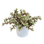 Portulacaria afra Variegata in witte 10,5 cm pot