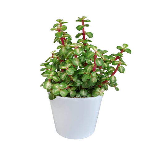 Portulacaria afra Variegata mediopicta in witte 10,5 cm pot