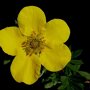 Potentilla fruticosa 'Kobold'