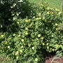 Potentilla fruticosa 'Kobold'