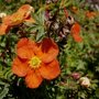 Potentilla fruticosa 'Red Ace'