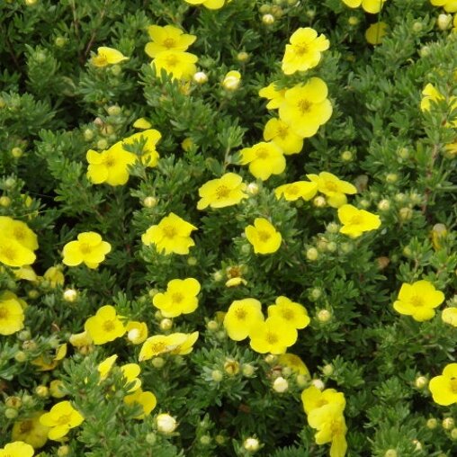 Potentilla fruticosa 'Kobold'
