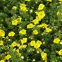 Potentilla fruticosa 'Kobold'