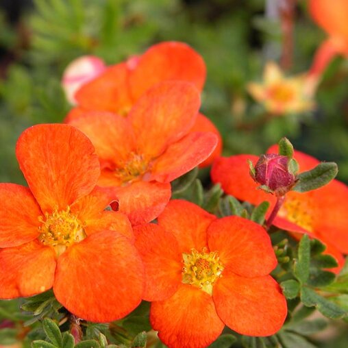 Potentilla fruticosa 'Red Ace'