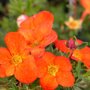 Potentilla fruticosa 'Red Ace'