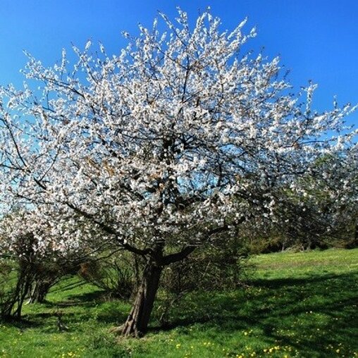 Prunus avium