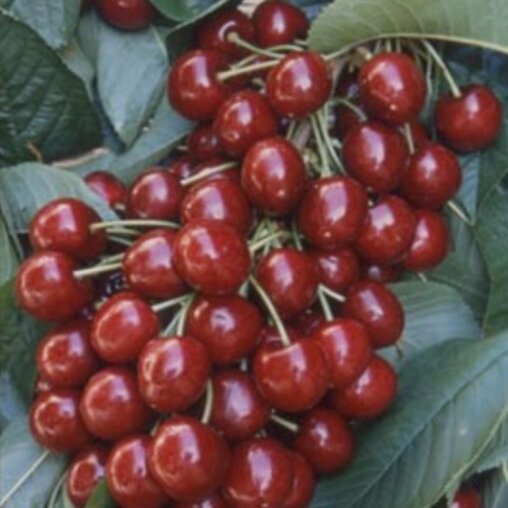 Kersenboom 'Burlat' leivorm laag (kruisbestuivend)