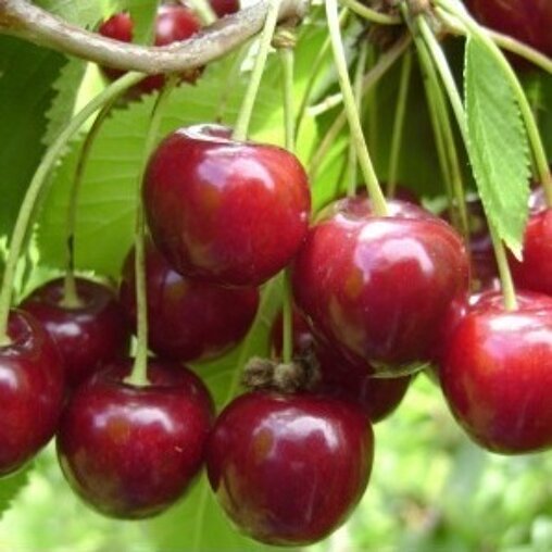 Kersenboom 'Hedelfinger' halfstam