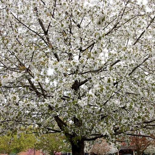 Prunus avium 'Plena'