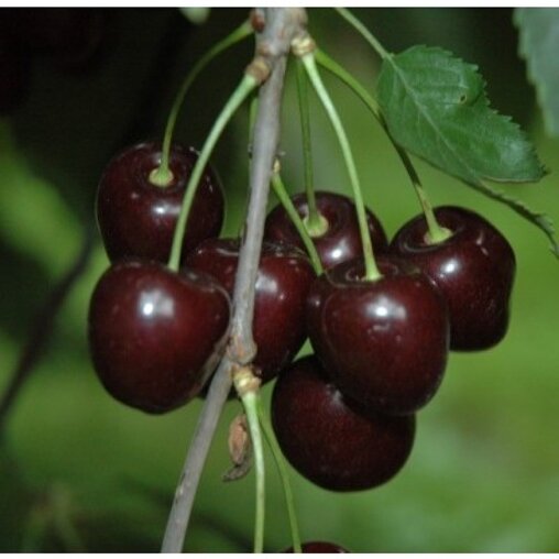 Kersenboom 'Stella' hoogstam (zelfbestuivend)