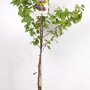 Kersenboom 'Sunburst' laagstam (zelfbestuivend)