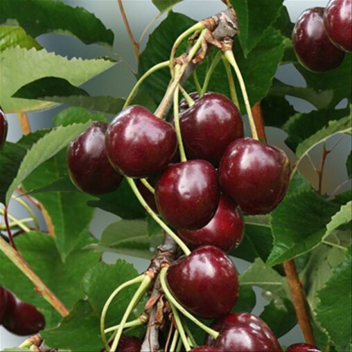 Kersenboom 'Sunburst' laagstam (zelfbestuivend)