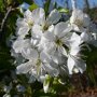 Kersenboom 'Sunburst' patio (zelfbestuivend)