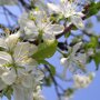 Prunus avium