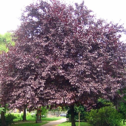 Prunus cerasifera 'Nigra'