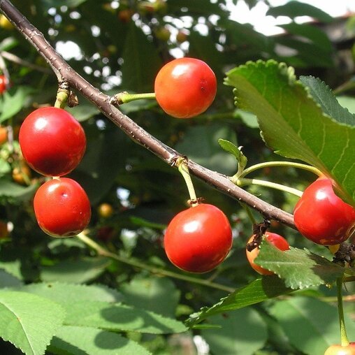 Zure kersenboom 'Morel' laagstam (zelfbestuivend)