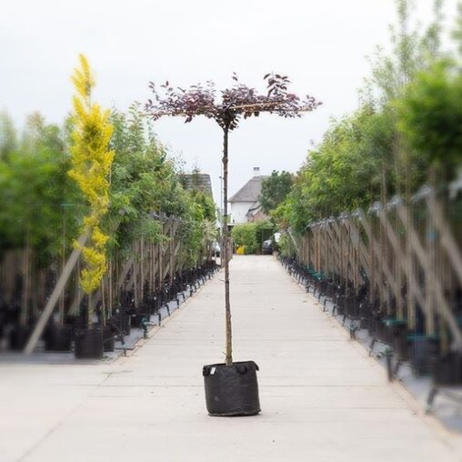 Prunus cerasifera 'Nigra' Kruisdak