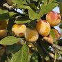 Pruimenboom 'Mirabelle de Nancy' halfstam (zelfbestuivend)