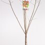 Pruimenboom 'Opal' laagstam (zelfbestuivend)