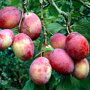 Pruimenboom 'Victoria' laagstam (zelfbestuivend)