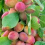 Pruimenboom 'Victoria' halfstam (zelfbestuivend)