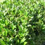 Prunus laurocerasus 'Caucasica'