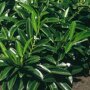 Laurierhaag 'gruner teppich' (Prunus laurocerasus 'Gruner teppich')