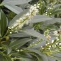 Prunus laurocerasus 'Herbergii'