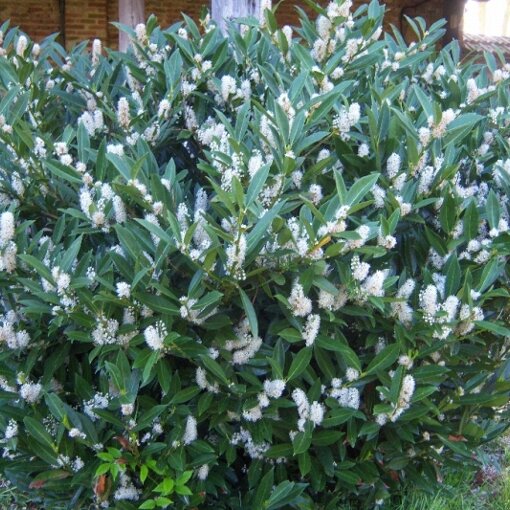 Prunus Laur Mano