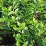 Prunus laurocerasus 'Novita'
