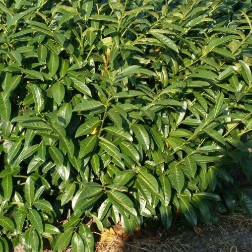 Prunus laurocerasus 'Van Nes'