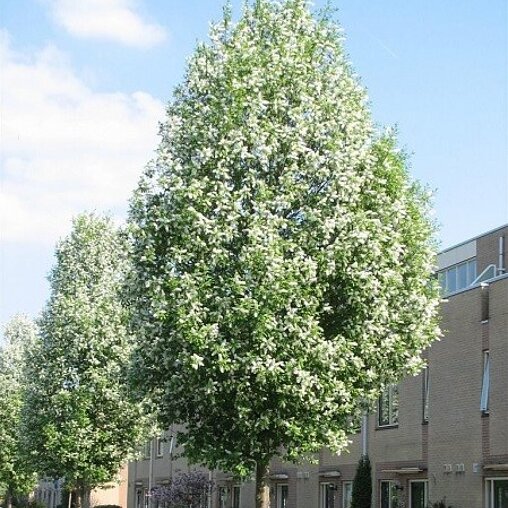Prunus padus 'Watereri'