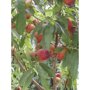 Nectarineboom 'Madame Blanchet' leivorm laag (zelfbestuivend)