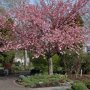 Prunus serrulata 'Kanzan'