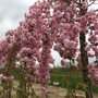 Prunus serrulata 'Kiku-Shidare-Zakura'