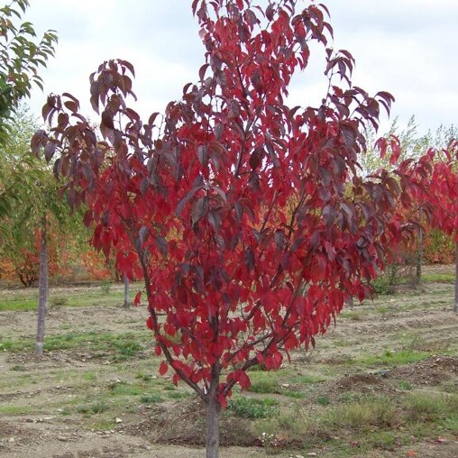 Prunus serrulata 'Royal Burgundy'