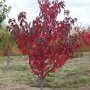 Prunus serrulata 'Royal Burgundy'