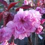 Prunus serrulata 'Royal Burgundy'