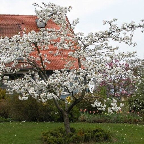 Prunus serrulata 'Shirofugen'