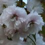 Prunus serrulata 'Shirofugen'