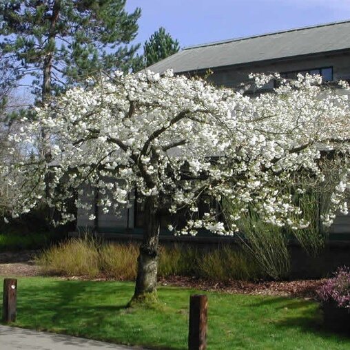Prunus serrulata 'Shirotae'